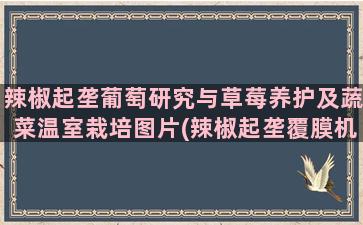 辣椒起垄葡萄研究与草莓养护及蔬菜温室栽培图片(辣椒起垄覆膜机)