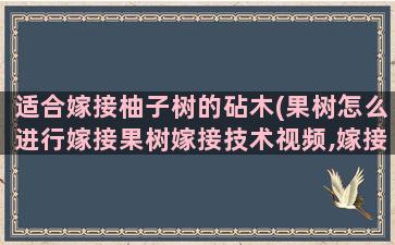 适合嫁接柚子树的砧木(果树怎么进行嫁接果树嫁接技术视频,嫁接方法图解)