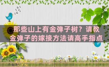 那些山上有金弹子树？请教金弹子的嫁接方法请高手指点