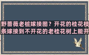 野蔷薇老桩嫁接图？开花的桂花枝条嫁接到不开花的老桂花树上能开花吗