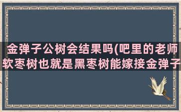 金弹子公树会结果吗(吧里的老师软枣树也就是黑枣树能嫁接金弹子吗)