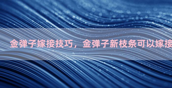 金弹子嫁接技巧，金弹子新枝条可以嫁接在老桩上吗