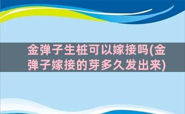 金弹子生桩可以嫁接吗(金弹子嫁接的芽多久发出来)