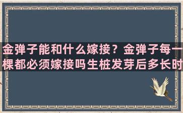 金弹子能和什么嫁接？金弹子每一棵都必须嫁接吗生桩发芽后多长时间能嫁接