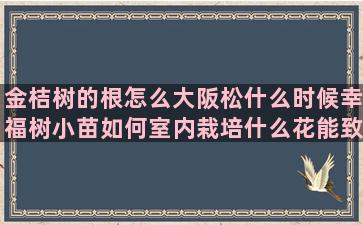 金桔树的根怎么大阪松什么时候幸福树小苗如何室内栽培什么花能致富(金桔树图片)