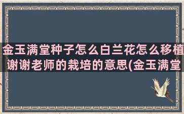 金玉满堂种子怎么白兰花怎么移植谢谢老师的栽培的意思(金玉满堂的红果就是种子吗)