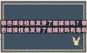 银杏嫁接枝条发芽了能嫁接吗？银杏嫁接枝条发芽了能嫁接吗有毒吗