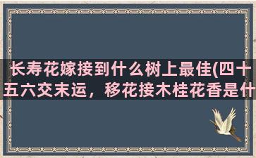 长寿花嫁接到什么树上最佳(四十五六交末运，移花接木桂花香是什么意思)