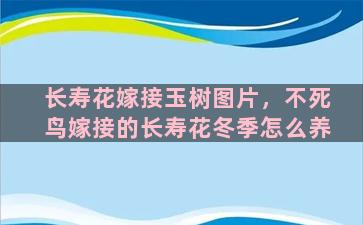 长寿花嫁接玉树图片，不死鸟嫁接的长寿花冬季怎么养