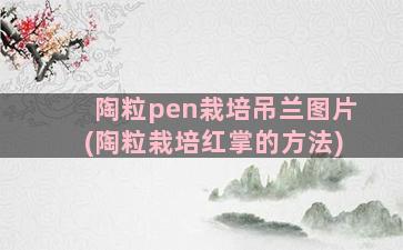 陶粒pen栽培吊兰图片(陶粒栽培红掌的方法)