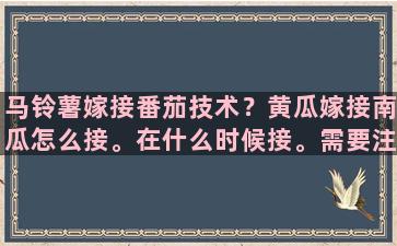 马铃薯嫁接番茄技术？黄瓜嫁接南瓜怎么接。在什么时候接。需要注意什么