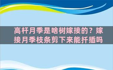 高杆月季是啥树嫁接的？嫁接月季枝条剪下来能扦插吗