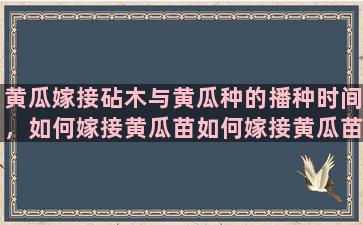 黄瓜嫁接砧木与黄瓜种的播种时间，如何嫁接黄瓜苗如何嫁接黄瓜苗