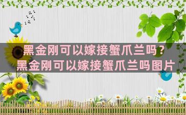 黑金刚可以嫁接蟹爪兰吗？黑金刚可以嫁接蟹爪兰吗图片