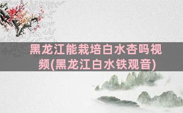 黑龙江能栽培白水杏吗视频(黑龙江白水铁观音)