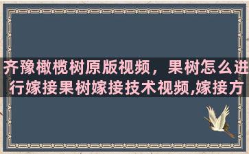 齐豫橄榄树原版视频，果树怎么进行嫁接果树嫁接技术视频,嫁接方法图解