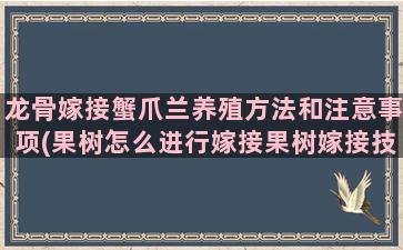 龙骨嫁接蟹爪兰养殖方法和注意事项(果树怎么进行嫁接果树嫁接技术视频)